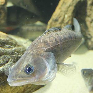 Also not sure if these are Sanders