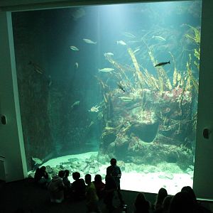 Large Aquarium