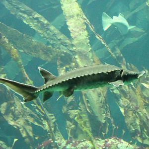 Sturgeon species