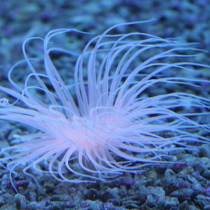 Sea anemone species