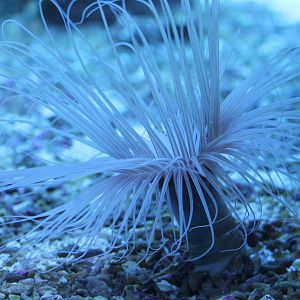 Sea anemone species
