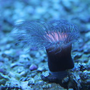 Sea anemone species