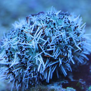 Sea urchin species