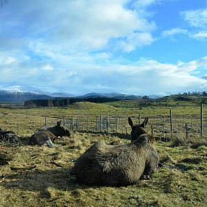 Moose with a View at Highland WP, 10/02/16