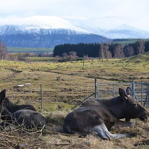 Moose with a View at Highland WP, 10/02/16
