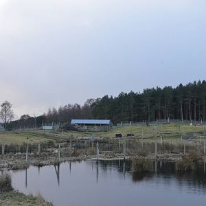 Musk Oxen Enclosure at Highland WP, 10/02/16