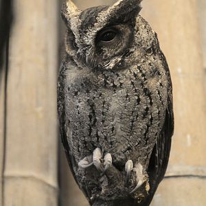 Lowland Luzon scops owl