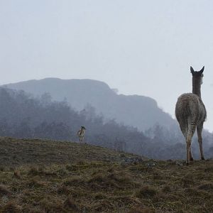 Vicuna in Perspective at Highland WP, 10/02/16