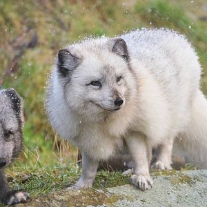 Arctic Foxes in a Snow Shower at Highland WP, 10/02/16