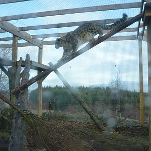 Snow Leopard Holding Area at Highland WP, 10/02/16