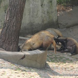 Asian badger