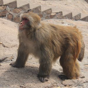 Macaque