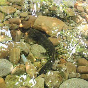 Giant salamander