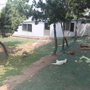 Kangaroo and wallaby