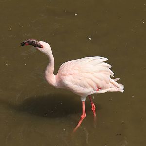 Lesser flamingo