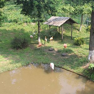Flamingo exhibit