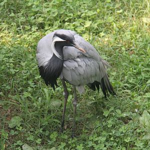 Demoiselle crane