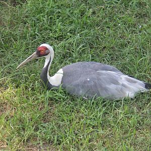 White-naped crane
