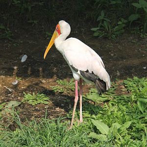 Yellow-billed Stork