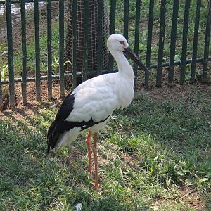 Oriental white stork