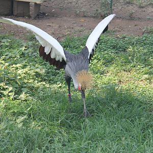 Grey crowned crane