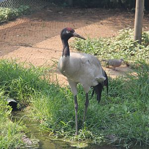 Black-necked crane