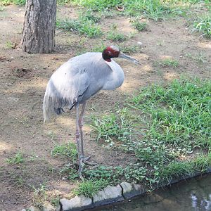Sarus crane