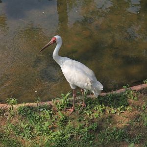 Siberian crane