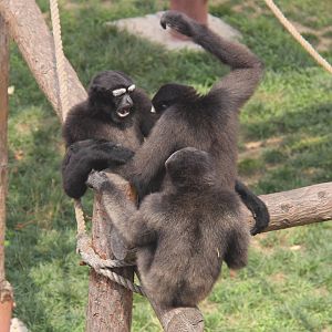 Eastern hoolock gibbon