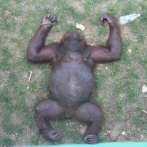 Overfed orangutan