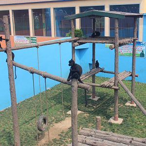 Black crested mangabey