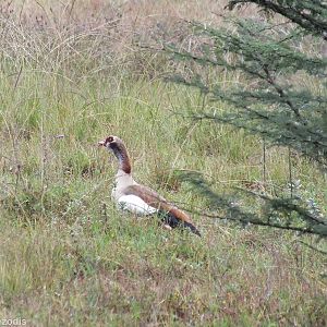 Egyptian Goose