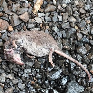 Dead Shrew (Crocidura sp.)