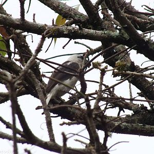 Brown-and-white Barbet