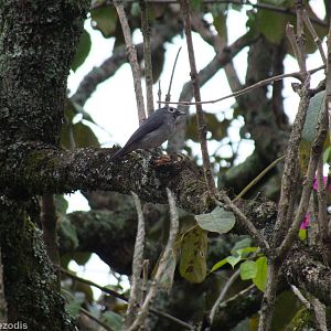 White-eyed Slaty-flycatcher