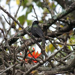 Male Bronze Sunbird