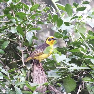 Baglafecht Weaver