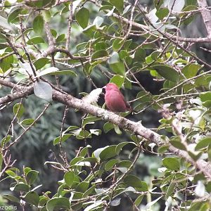 Red-billed Firefinch Carrying a Feather