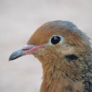 Socorro Dove - W?stenhaus