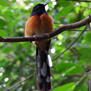 White-rumped Shama - Regendwaldhaus