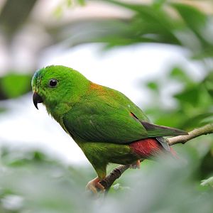 Blue-crowned Hanging-Parrot - Regendwaldhaus