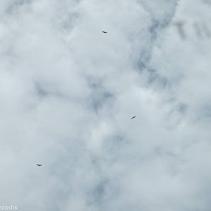 Marabou Storks Flying Overhead