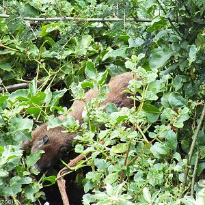 (Black-necked) Rock Hyrax