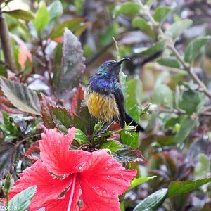 Variable Sunbird in the Rain