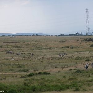 Roadside Zebras