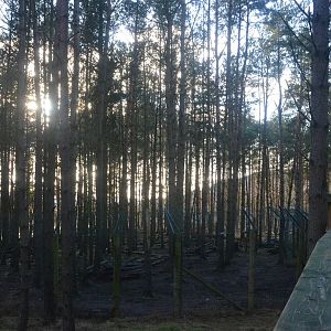 Wolf Wood at Highland WP, 10/02/16