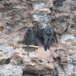 Olive Baboons Sheltering from the Rain - Hell's Gate National Park