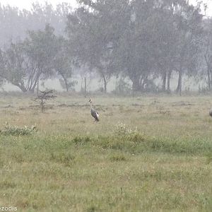Grey Crowned-cranes - Hell's Gate National Park