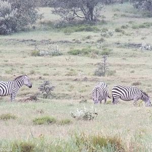 Common Zebra - Hell's Gate National Park