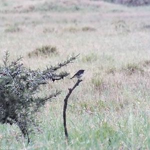 Schalow's Wheatear - Hell's Gate National Park